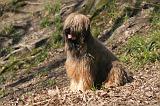 BRIARD 023